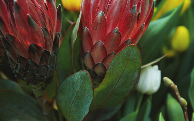 Blooming protea in the greenhouse