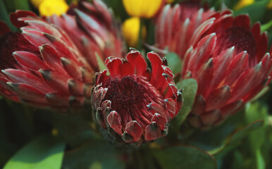 Blooming protea in the greenhouse