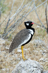 Northern black korhaan