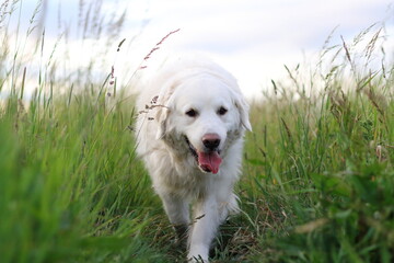 Happy Retriever in a Field 