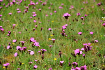 meadow gnitz