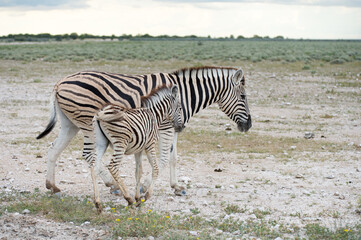 Fototapeta na wymiar Burchell's (Plain's) zebra