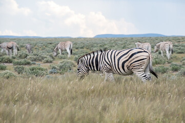 Burchell's (Plain's) zebra