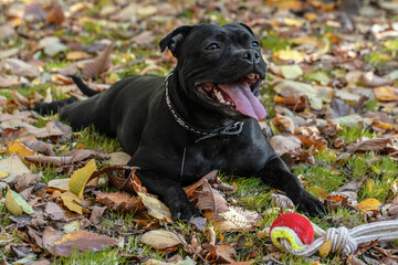 Playful dog of Staffordshire Bull Terrier breed, black color, smiling face, lying down on grass with yellow autumn leaves, resting after active games with ball. Outdoors, copy space.