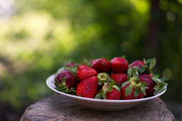 a plate full of fresh strawberries picked from the village garden. photographed in natural light with blurred green background