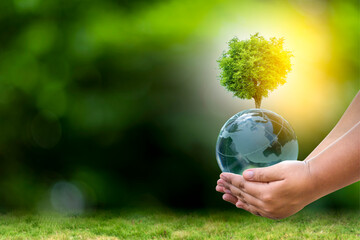 Renewable energy concept Earth Day or environment protection Hands protect forests that grow on the ground and help save the world.