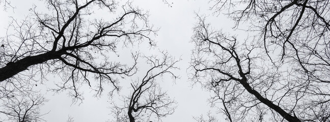  Black silhouette of a tree against the sky.