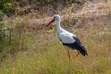 Cigogne blanche dans les hautes herbes