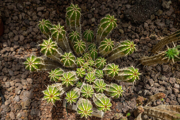 green cactus on the ground 