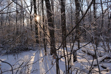 Winter landscape of forest with the sun shining behind the trees