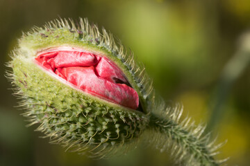 Poppy blossom opening flower in Nature