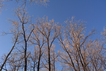 Oak trees covered by hoarfrost are illuminated by the setting sun. Winter scene on the sunset
