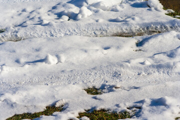 Spring time concept - melting snow and growing green grass. spring background. End of winter. Sunny