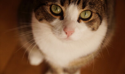 Fototapeta premium food time - begging cat from above looking into the camera