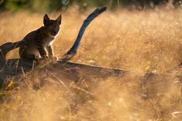 Lynx cub on fallen tree trunk in the golden morning light with yellow grass