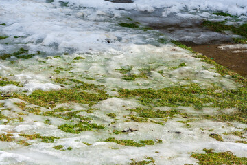Spring time concept - melting snow and growing green grass. spring background. End of winter. Sunny