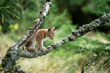 Lynx cub sitting on a lichen overgrown with lichen