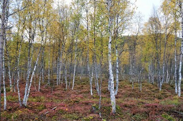 colorful autumn forest