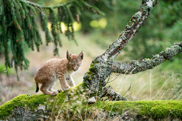 Small lynx cub standing on a fallen mossy tree in the forest.