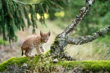 Fotobehang Kleine lynxwelp die zich op een gevallen bemoste boom in het bos bevindt. © Stanislav Duben