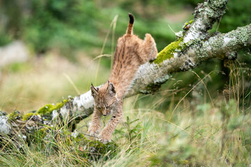 Lynx cub jumping from a fallen tree into the grass