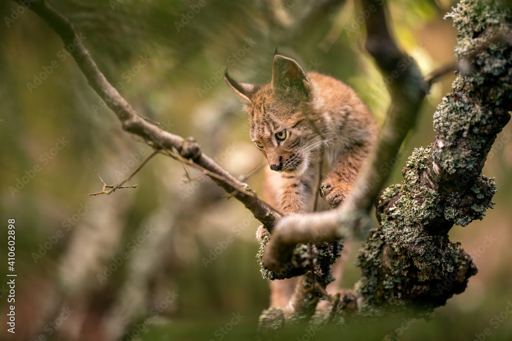 Wall mural lynx cub on a tree branch looking left down with copy space on photo.