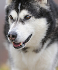 Alaskan Malamute in autumn