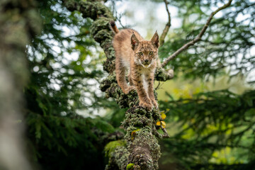 Lynx cub standing on lichen-covered tree branches looking ahead to the camera.