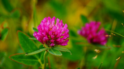 Fototapeta premium clever