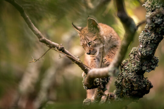 Lynx cub on a tree branch looking left down with copy space on photo.