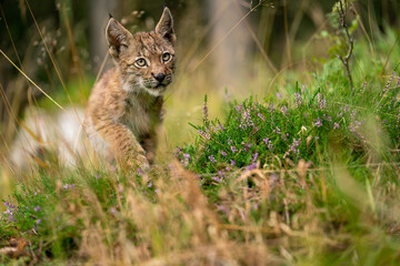 Fototapeta na wymiar Lynx cub walking on a beautiful flower forest clearing