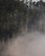 Fototapeta na wymiar Fog in the woods 