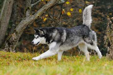 Alaskan Malamute in autumn