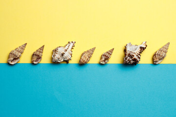 Sea shells lined up in a row on a yellow and blue background, flat lay.
