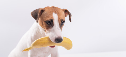 Jack russell terrier dog holds a banana in his mouth on a white background. Copyspace. Widescreen