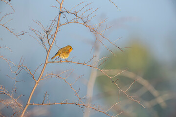 Beautiful birds in Bulgaria nature