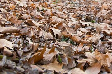 Leaves that have fallen from the trees in the forest with the onset of autumn Fallen maple leaves, late autumn