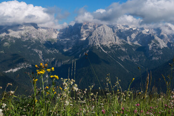 Primo piano fiori di campo con dietro una bellissima vista sulle montagne dal rifugio 5 laghi in...