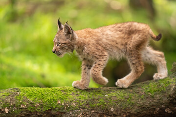 Lynxwelp vormt een zijde die van rechts naar links op een boomstam loopt