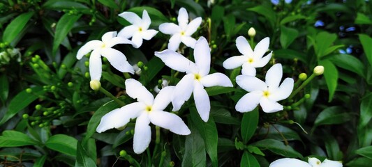 white spring flowers