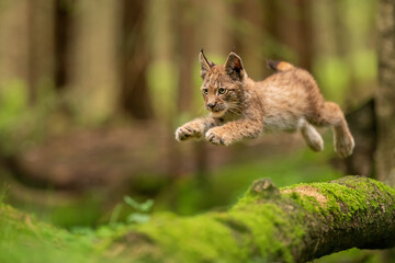 Lynx cub jumpping from fallen mossy tree trunk. Lynx lyynx.
