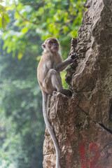 Monkey in a temple complex in Malaysia