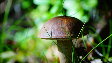 mushroom