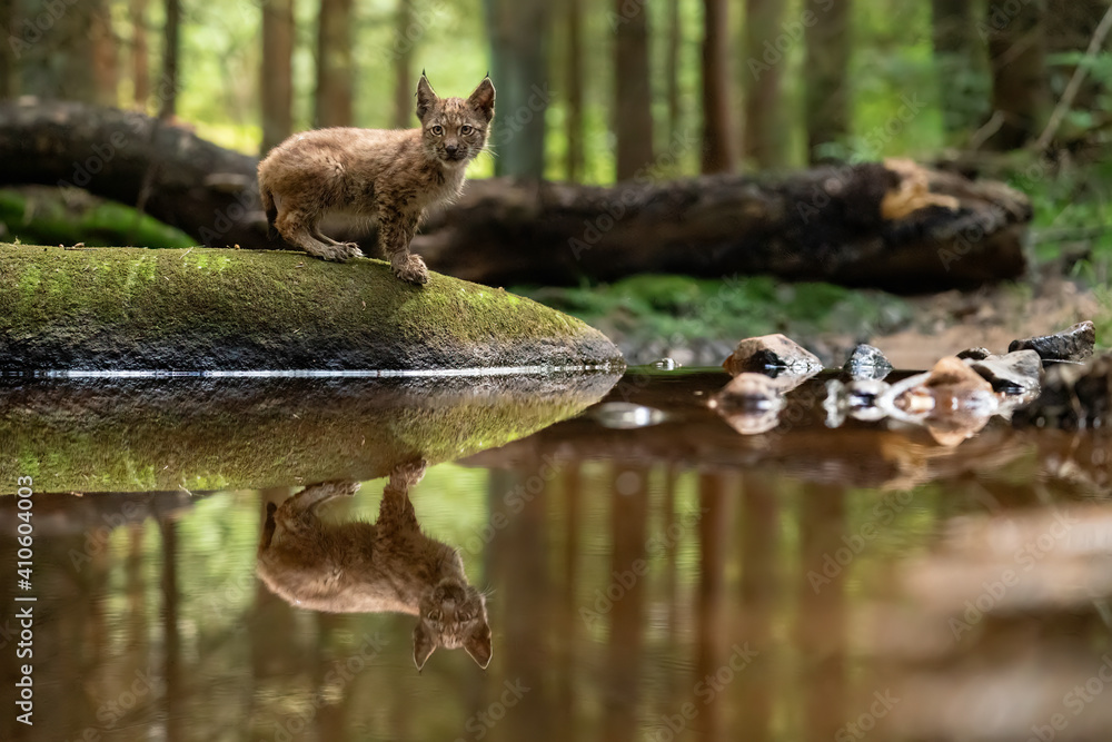 Wall mural lynx cub on the stone in the forest with reflection in the stream looking ahaed to the camera