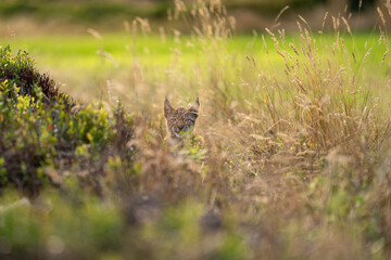 Lynx cub hidden in the high yellow grass. Head sticking out of the grass