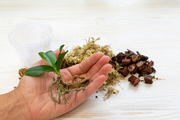 Transplant orchids. Home gardening. Pine bark with moss and coconut coir. Baby orchid with pot in female hands