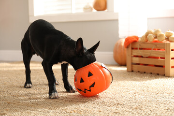 Cute black dog with Halloween treat bucket on floor indoors