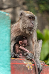 Monkey in a temple complex in Malaysia