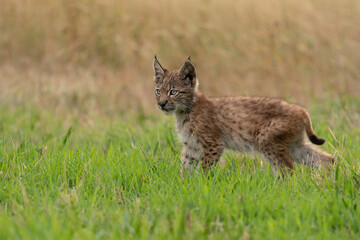 Small lynx cub standing on the green grass with yellow grass in a background