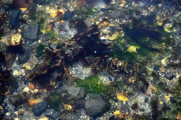 Fototapeta na wymiar variety of different seaweed and organic life on sea shore in northern Norway